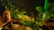 Bolbitis heudelotii