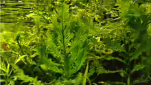 Bolbitis heudelotii
