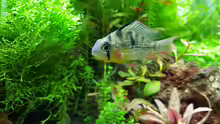 Mikrogeophagus altispinosus