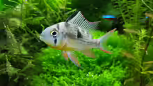 Mikrogeophagus altispinosus