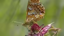 Boloria aquilonaris