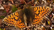 Boloria napaea