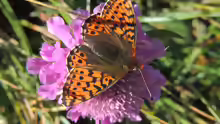 Boloria pales