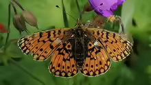 Boloria selene