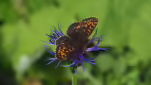 Boloria thore