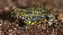 Bombina orientalis