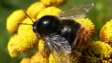 Bombus confusus