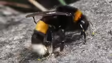 Bombus cryptarum