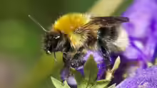 Bombus gerstaeckeri