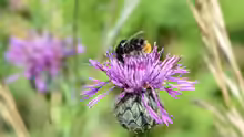 Bombus lapidarius