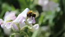 Bombus pascuorum