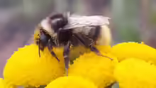 Bombus sichelii
