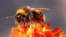 Bombus terrestris