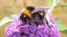 Bombus vestalis