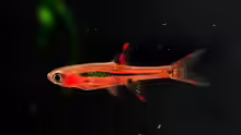 Boraras brigittae