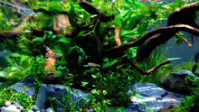 Boraras brigittae
