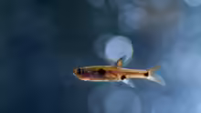 Boraras maculatus