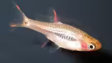 Boraras merah
