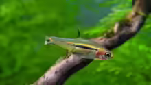 Boraras urophthalmoides