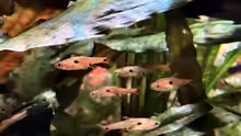 Boraras
