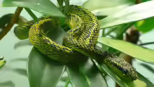 Bothriechis Nigroviridis