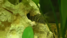 Botia striata