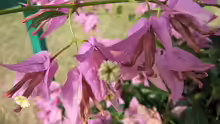 Bougainvillea peruviana