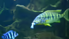 Boulengerochromis microlepis