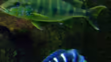 Boulengerochromis microlepis