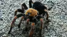 Brachypelma hamorii