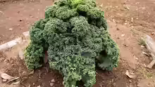 Brassica oleracea var. acephala