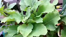 Brassica oleracea var. ramosa