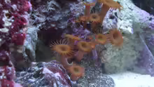 Braune Krustenanemone