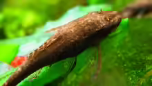 Otocinclus negros