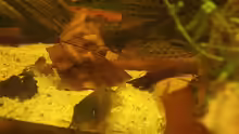 Corydoras splendens