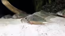 Corydoras splendens
