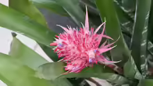 Bromelien