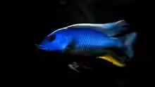 Buccochromis atritaeniatus
