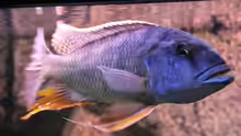 Buccochromis Heterotaenia