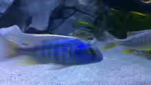 Buccochromis heterotaenia