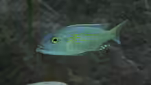 Buccochromis lepturus