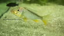 Buccochromis rhoadesii yellow