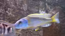 Buccochromis rhoadesii