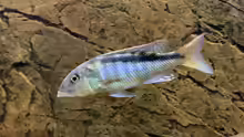 Buccochromis rhoadesii