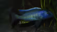 Buccochromis-Arten