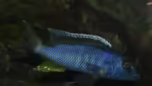 Buccochromis spectabilis