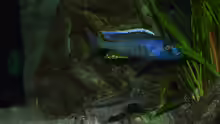 Buccochromis spectabilis