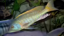 Buccochromis