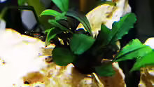Bucephalandra Brownie Jade