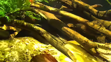 Steatocranus casuarius